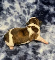 Marnie CKC, a female Shih Tzu for sale in Bedford, IN – Photo 5 of 6