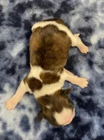 Marnie CKC, a female Shih Tzu for sale in Bedford, IN – Photo 2 of 6