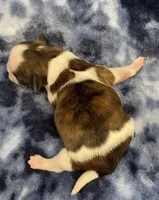 Marnie CKC, a female Shih Tzu for sale in Bedford, IN – Photo 3 of 6