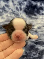 Marnie CKC, a female Shih Tzu for sale in Bedford, IN – Photo 1 of 6