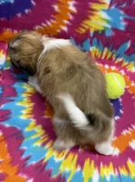 Otto CKC, a male Shih Tzu for sale in Bedford, IN – 5 of 6