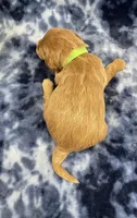 Diesel mini, a male Miniature Goldendoodle for sale in Bedford, IN – Photo 5 of 6