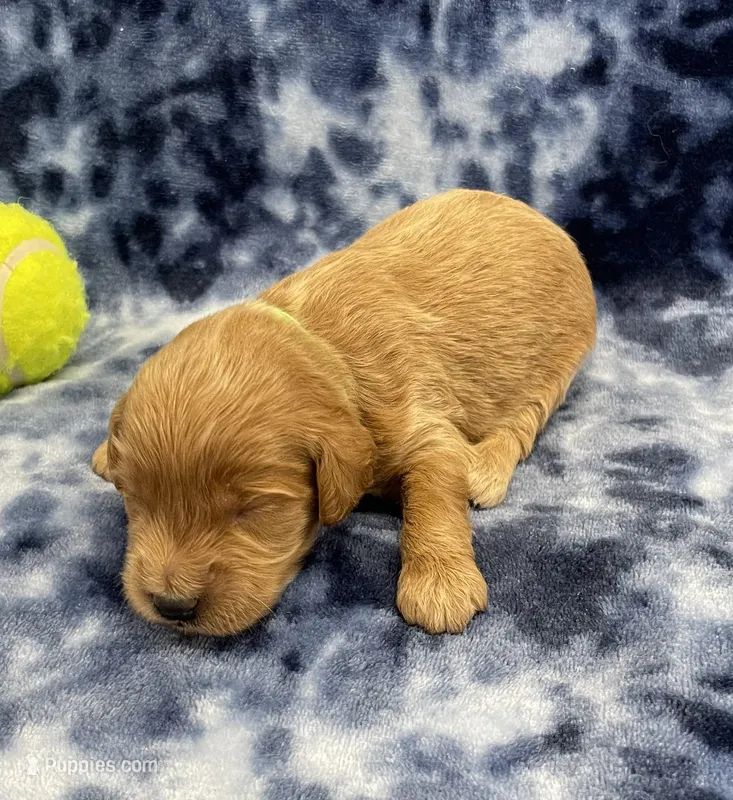 Diesel mini – Miniature Goldendoodle puppy for sale in Bedford, IN