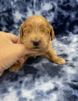 Diesel mini, a male Miniature Goldendoodle for sale in Bedford, IN – Photo 2 of 6