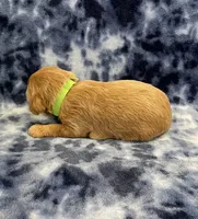 Diesel mini, a male Miniature Goldendoodle for sale in Bedford, IN – Photo 4 of 6