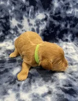 Diesel mini, a male Miniature Goldendoodle for sale in Bedford, IN – Photo 3 of 6