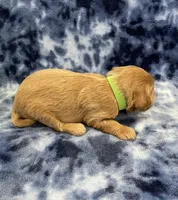 Diesel mini, a male Miniature Goldendoodle for sale in Bedford, IN – Photo 6 of 6