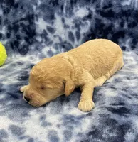Titan mini, a male Miniature Goldendoodle for sale in Bedford, IN – Photo 2 of 7