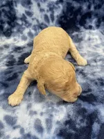 Titan mini, a male Miniature Goldendoodle for sale in Bedford, IN – Photo 6 of 7