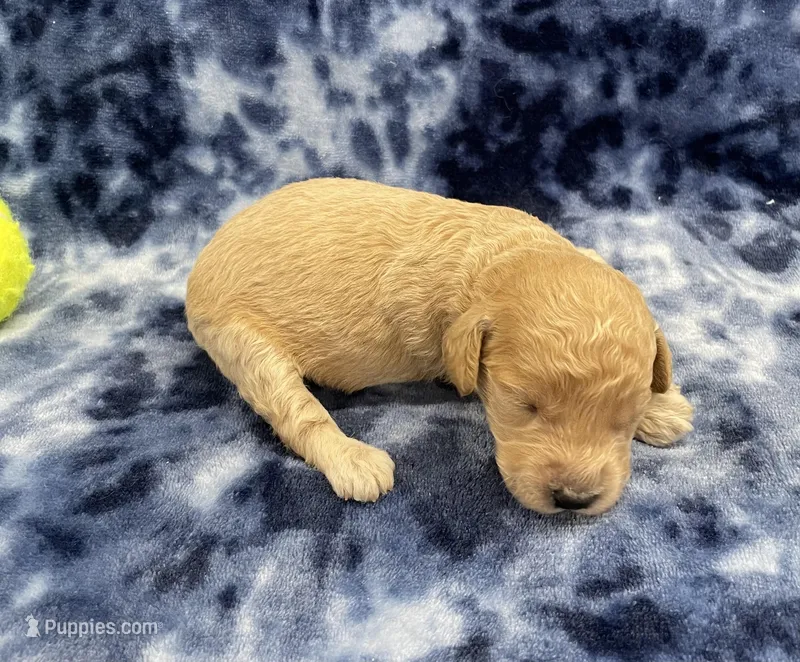 Titan mini – Miniature Goldendoodle puppy for sale in Bedford, IN