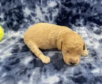 Titan mini, a male Miniature Goldendoodle for sale in Bedford, IN – Photo 1 of 7