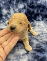 Titan mini, a male Miniature Goldendoodle for sale in Bedford, IN – Photo 3 of 7