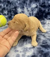 Titan mini, a male Miniature Goldendoodle for sale in Bedford, IN – Photo 4 of 7