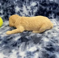 Titan mini, a male Miniature Goldendoodle for sale in Bedford, IN – Photo 5 of 7