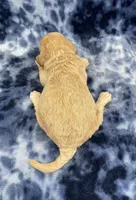 Titan mini, a male Miniature Goldendoodle for sale in Bedford, IN – Photo 7 of 7