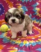 Peanut CKC, a male Shichon for sale in Bedford, IN – 4 of 8