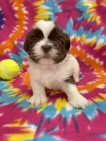 Buzz CKC, a male Shih Tzu for sale in Bedford, IN – 4 of 6