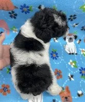 Archie CKC, a female Poodle - Toy  for sale in Bedford, IN – 3 of 4