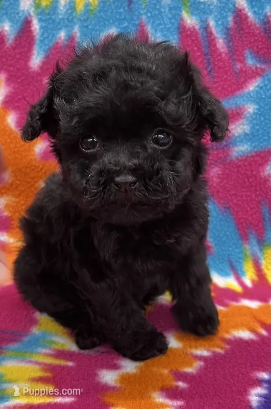 Baxter CKC – Poodle - Toy  puppy for sale in Bedford, IN