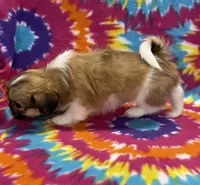 Otto CKC, a male Shih Tzu for sale in Bedford, IN – 3 of 6