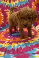 Rocky mini, a male Miniature Goldendoodle for sale in Bedford, IN – 3 of 6