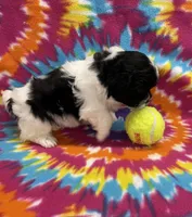 Arlo CKC, a male Shichon for sale in Bedford, IN – 4 of 6