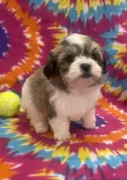Peanut CKC, a male Shichon for sale in Bedford, IN – 3 of 8