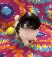 Arlo CKC, a male Shichon for sale in Bedford, IN – 4 of 9