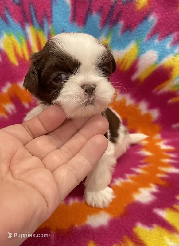Demi CKC – Shih Tzu puppy for sale in Bedford, IN