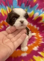 Demi CKC, a female Shih Tzu for sale in Bedford, IN – 1 of 6