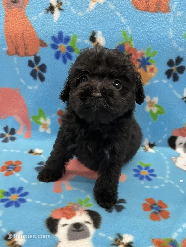 Baxter CKC  – Poodle - Toy  puppy for sale in Bedford, IN
