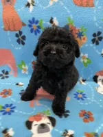 Baxter CKC , a female Poodle - Toy  for sale in Bedford, IN – 1 of 3