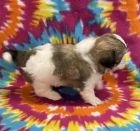 Peanut CKC, a male Shichon for sale in Bedford, IN – 4 of 6