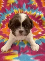 Elsa CKC, a female Shih Tzu for sale in Bedford, IN – 4 of 7