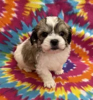 Peanut CKC, a male Shichon for sale in Bedford, IN – 3 of 6
