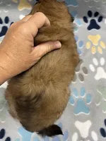 Rilee CKC, a female Shihpoo for sale in Bedford, IN – 5 of 5