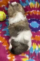 Peanut CKC, a male Shichon for sale in Bedford, IN – 5 of 6