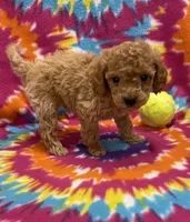 Ziggy mini, a male Miniature Goldendoodle for sale in Bedford, IN – 3 of 5