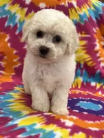 Jeanie CKC, a female Poochon for sale in Bedford, IN – 2 of 6