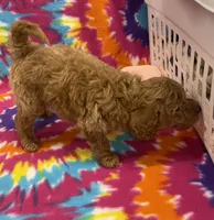 Rocky mini, a male Miniature Goldendoodle for sale in Bedford, IN – 6 of 6