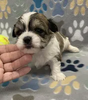 Peanut CKC, a male Shichon for sale in Bedford, IN – 4 of 6