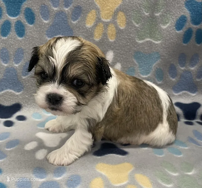 Peanut CKC – Shichon puppy for sale in Bedford, IN