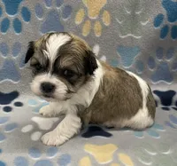 Peanut CKC, a male Shichon for sale in Bedford, IN – 1 of 6