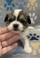 Peanut CKC, a male Shichon for sale in Bedford, IN – 2 of 6