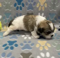 Peanut CKC, a male Shichon for sale in Bedford, IN – 6 of 6