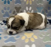 Peanut CKC, a male Shichon for sale in Bedford, IN – 5 of 6