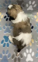Peanut CKC, a male Shichon for sale in Bedford, IN – 3 of 6