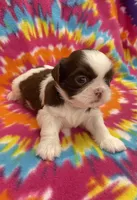 Bean CKC, a female Shih Tzu for sale in Bedford, IN – 4 of 8