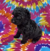 Gigi CKC, a female Poodle - Toy  for sale in Bedford, IN – 3 of 6