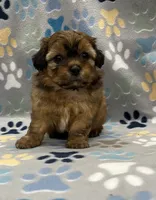 Rilee CKC, a female Shihpoo for sale in Bedford, IN – 1 of 5